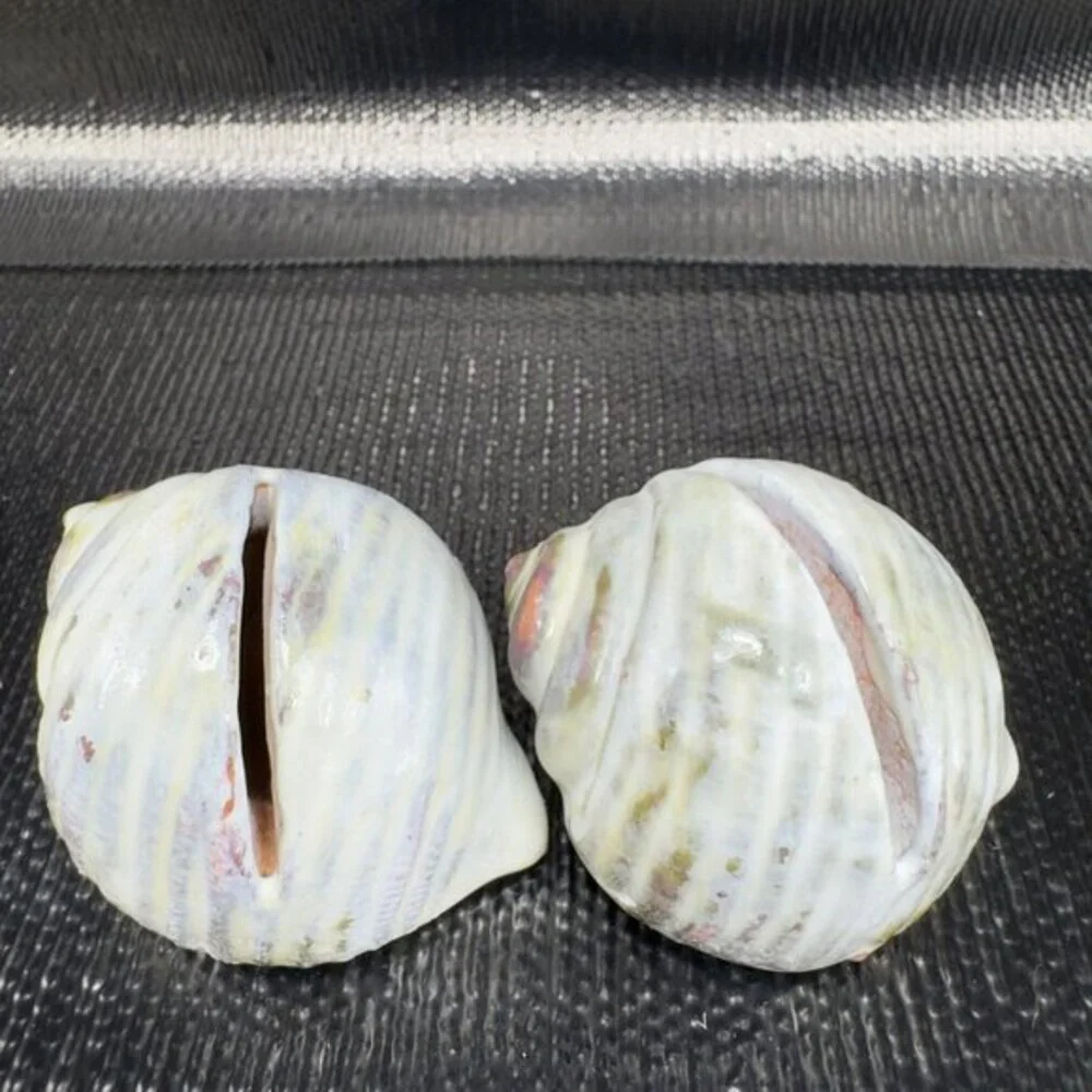 Hand Made Card Holder Stoneware Shell Conch Set 2 Decorative Hand Crafted Figure